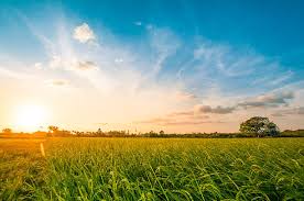 campo